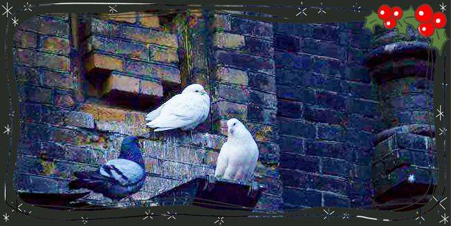 1987079471@qq.com@piziku
